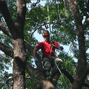 Jody's Tree Service - Tree Service