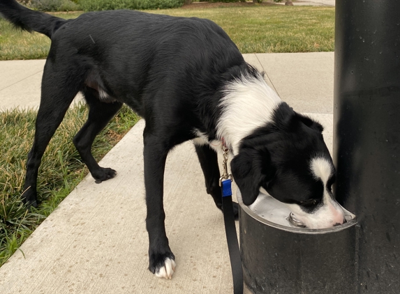 Galaxy Pet Sitting - West Lafayette, IN