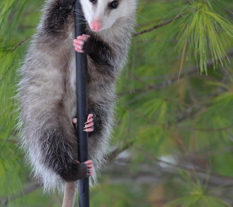 Alpha Wildlife Control LLC - Myrtle Beach, SC