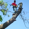 JTS TREE SERVICE LLC gallery