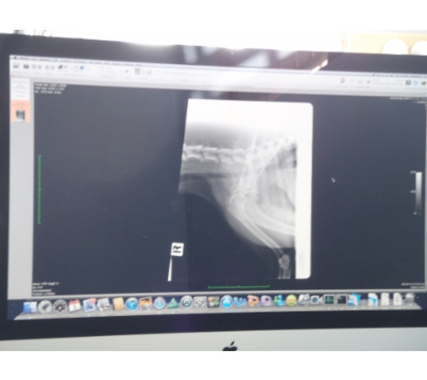 Bassendean Veterinary Hospital - Bassendean, WA