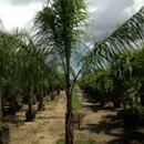 Ideal Palms - Nurseries-Plants & Trees