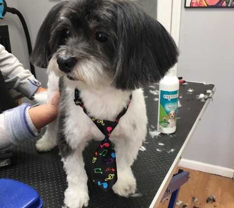 Grooming Tails - Mamaroneck, NY. Scout So so cute ����