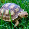 Tortoise Town gallery