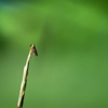Active Pest Control gallery