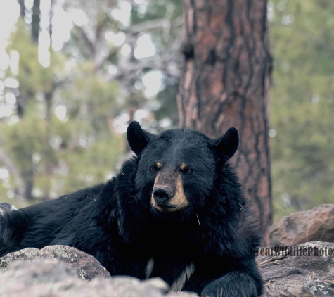 Great Wildlife Photos - Sparks, NV