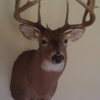 St. Joe Taxidermy