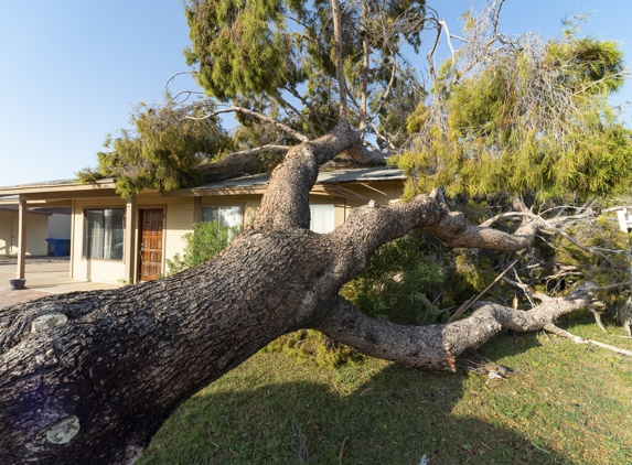 Design Tree Maintenance Inc. - Phoenix, AZ. Storm Damage