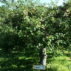 Randallorchards