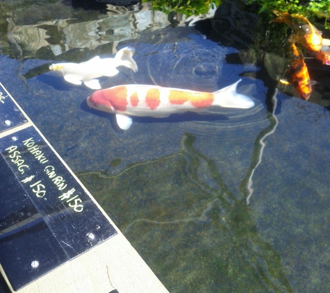 Connies Pond and Koi - Castro Valley, CA