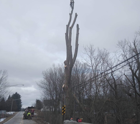 All in tree service and land clearing - Port Huron, MI