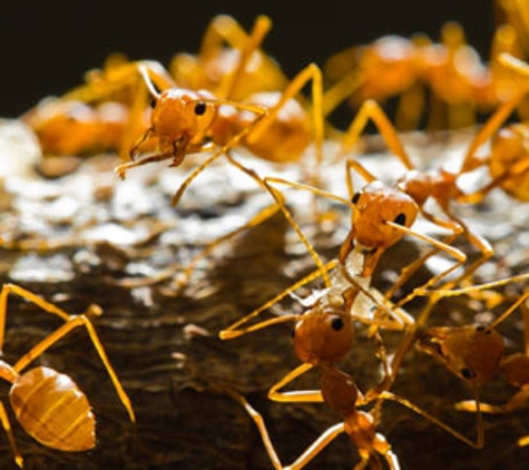 Drewery's Termite & Pest Control LLC - Oxford, MS