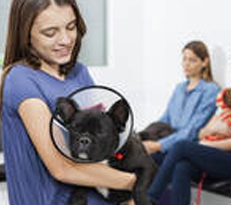 Colonel Light Veterinary Clinic - Colonel Light Gardens, SA