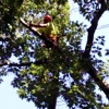 J Bonin Tree Services gallery