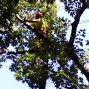 J Bonin Tree Services - Tree Service