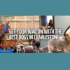 My Three Dogs - Coleman gallery