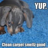 All Brite Carpet Cleaning gallery