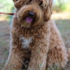 Daisy Hill Labradoodles gallery