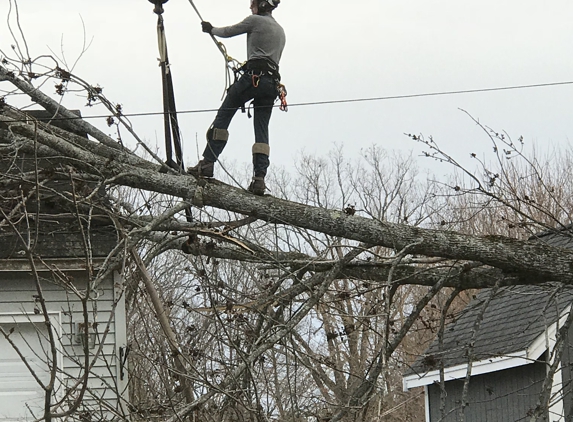 Accurate Tree Service - Hooksett, NH