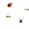 Central Valley Pest Services gallery