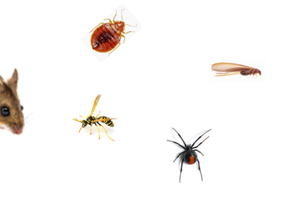 Central Valley Pest Services