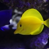 Aquarium Services of Oregon LLC. gallery