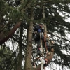 Legacy Tree Service gallery