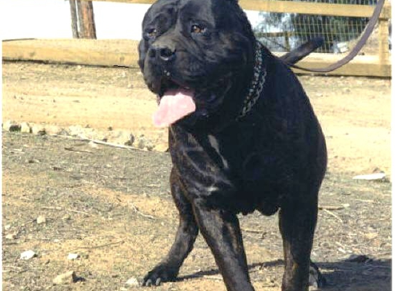 Ambullneo Mastiff Inc - Riverside, CA