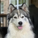 Animal People Dog Boarding & Day Care - Pet Boarding & Kennels