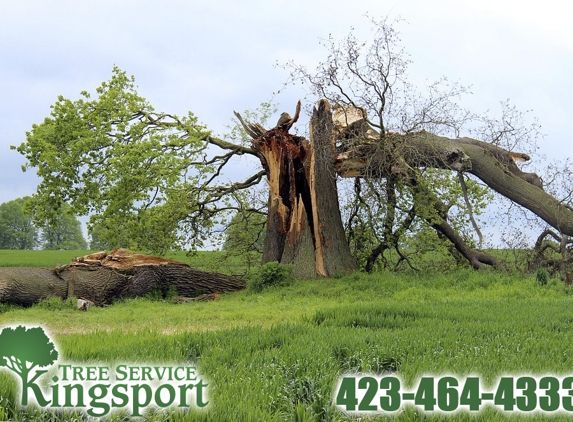 Tree Service Kingsport - Kingsport, TN