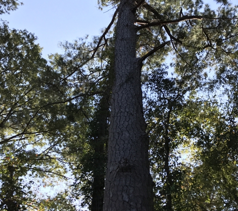 Palmetto Tree Service & Stump Grinding - Columbia, SC