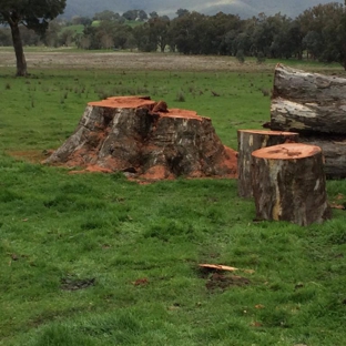 Curtis Tree Lopping Specialists - West Wodonga, VIC
