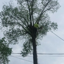 Marino's Tree Service - Tree Service