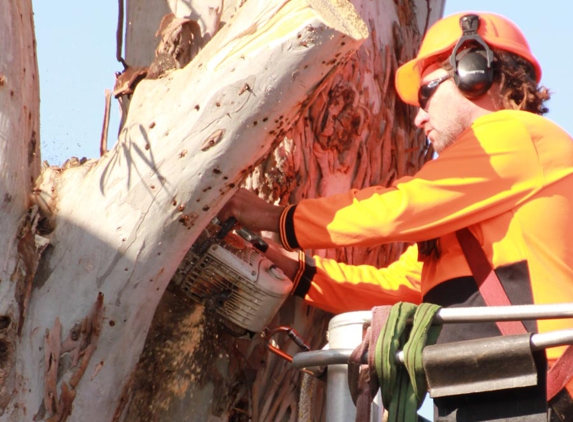 Above All Tree Services - Engadine, NSW