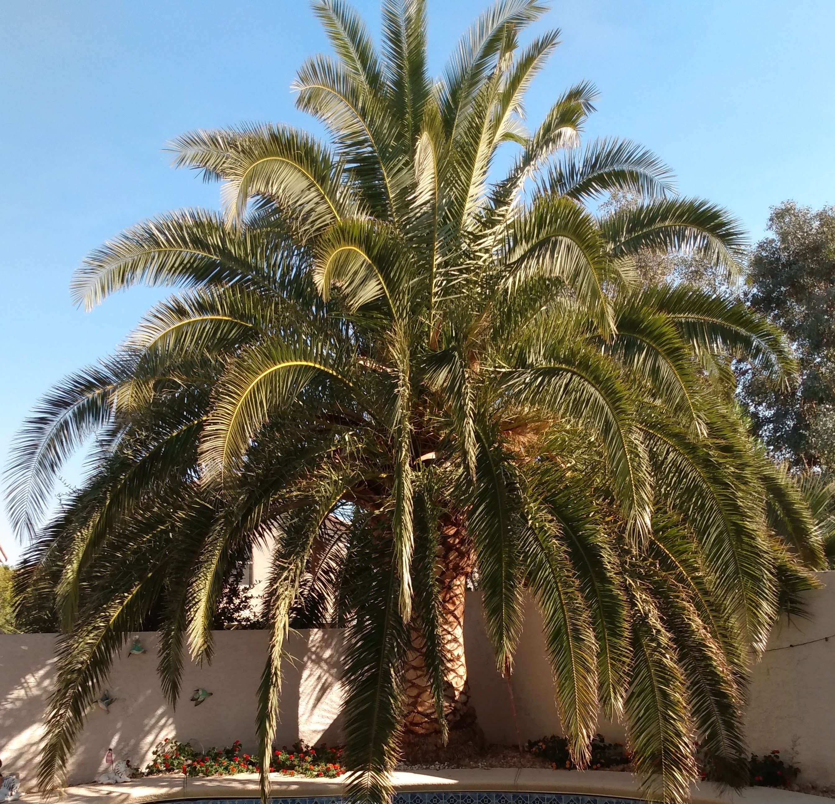 TLC Palm Tree Services - YP.com