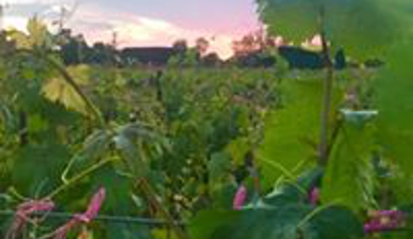 Merbein Vine Nursery - Birdwoodton, VIC