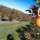 Lynd's Fruit Farm