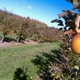 Lynd's Fruit Farm