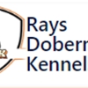 Rays Dobermans Kennels gallery