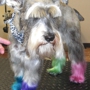 Pampered Pooch Fur Salon The