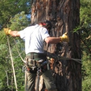 Martin's Tree Works - Tree Service