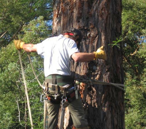 Martin's Tree Works - ben lomond, CA