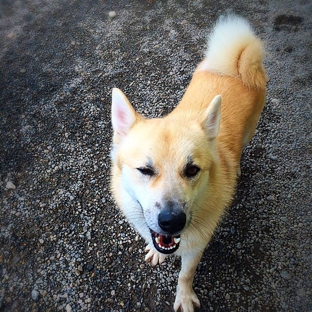 The Dog Resort - Seattle, WA. Dog Daycare, Seattle, WA