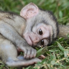 Capuchinmonkey