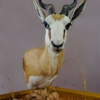 Styx River Taxidermy gallery