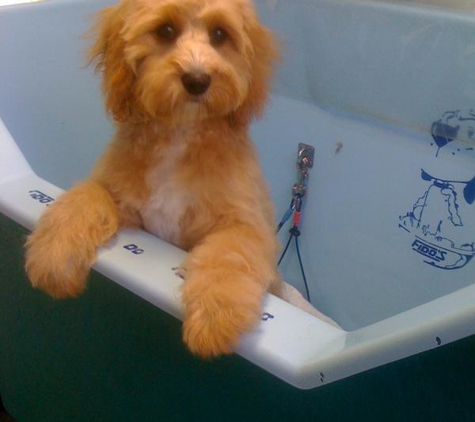 The Pampered Pooch Mobile Dog Grooming Forster / Tuncurry NSW - Tallwoods Village, NSW