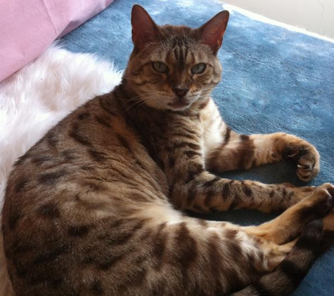 Pets Life Veterinary Care - Launceston, TAS. Thankyou Dr Jenny from Isabella
