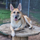 Can Ur Dog Do This? - Dog Training