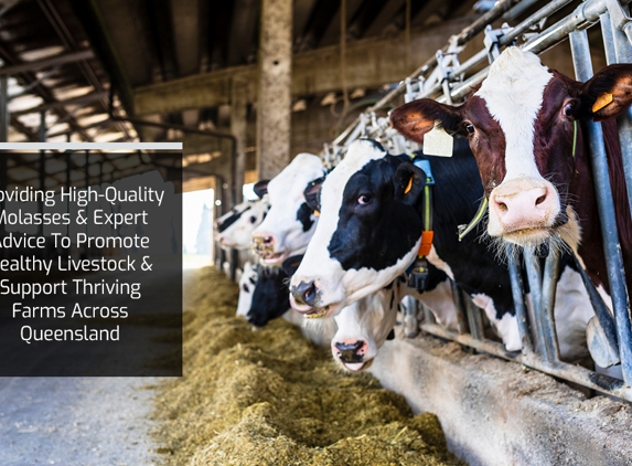 Wide Bay Molasses Pty Ltd - Tinana, QLD. Providing High-Quality Molasses & Expert Advice To Promote Healthy Livestock & Support Thriving Farms Across Queensland