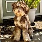 Loving Labradoodles